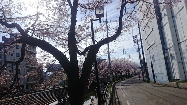 160405sakura (1)