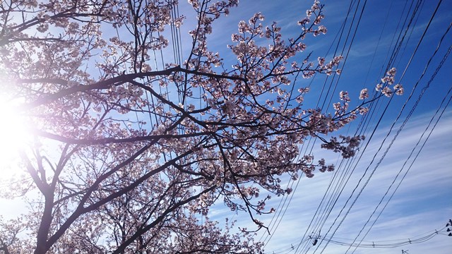160405sakura (2)