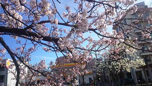 160405sakura (3)